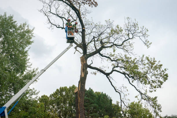 Leaf Removal in Spanish Springs, NV